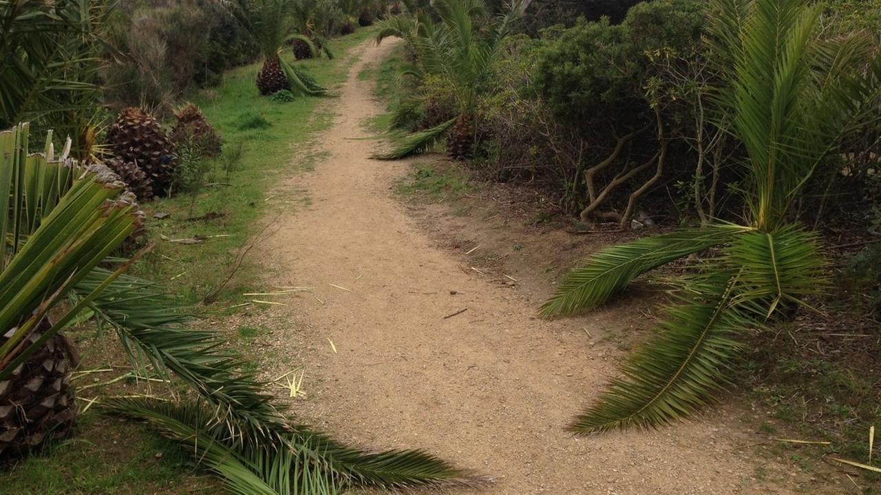 Vandali in azione al parco: devastate piante delle palme