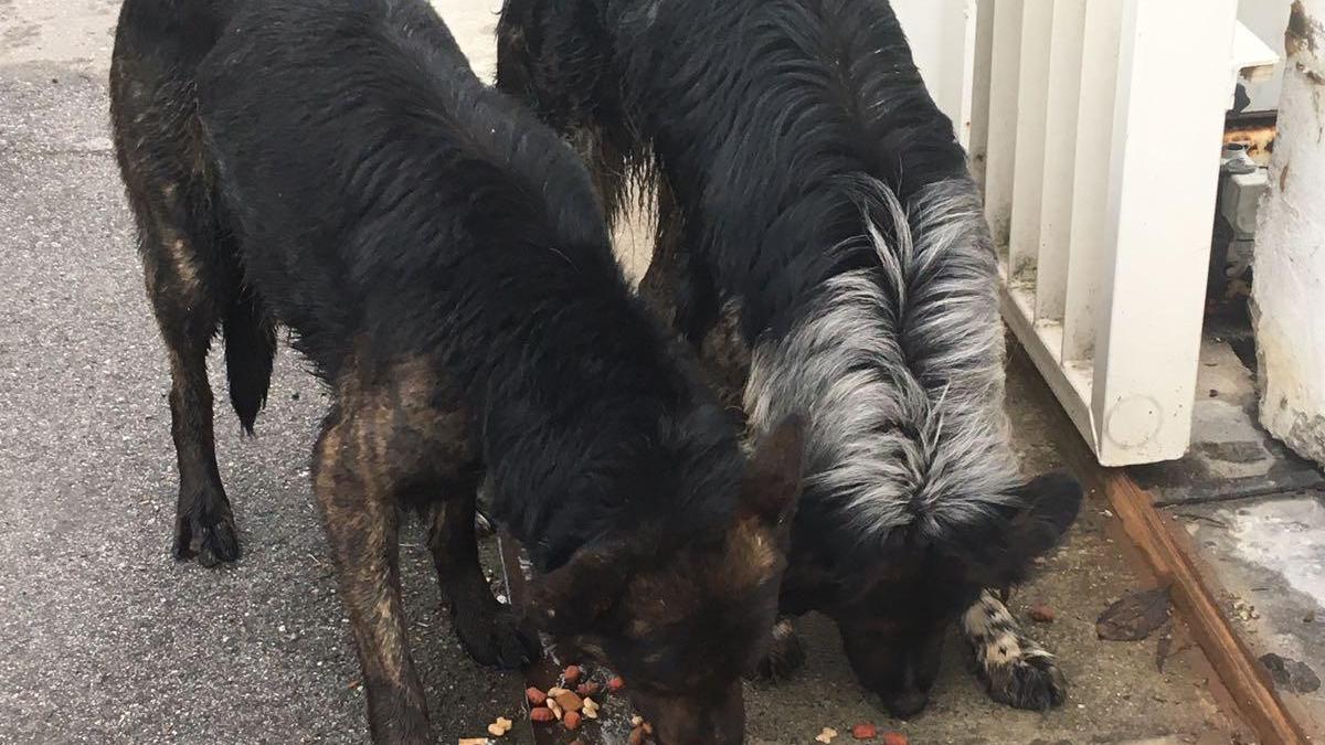 I cani ritrovati dai carabinieri