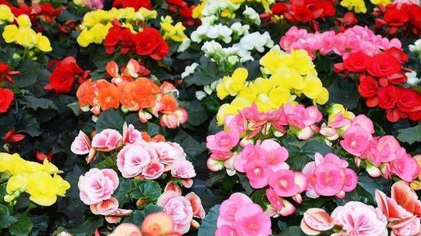 Floricoltura ferrarese L’analisi di Boarini «Non sono tutte rose»