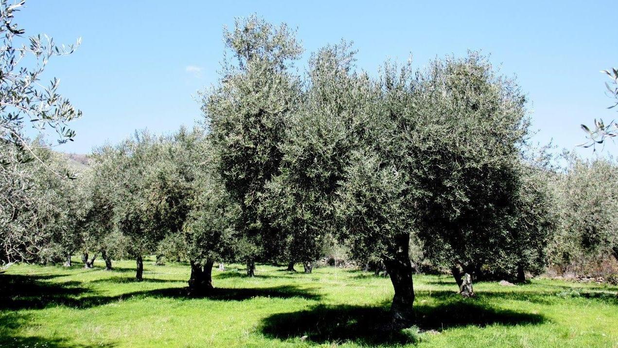 L’olivicoltura ha futuro e gli studenti imparano i segreti della potatura 