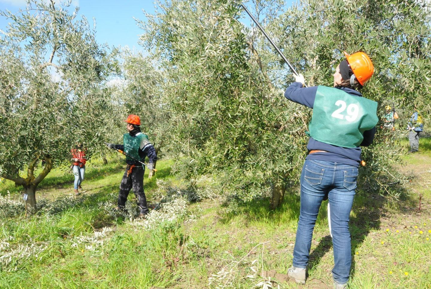 Potatori di ulivo, via alla selezione isolana