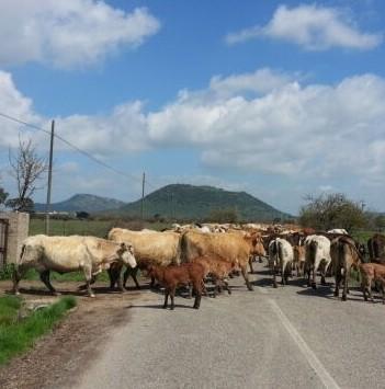 Furto di bestiame: rubati 17 vitelli 