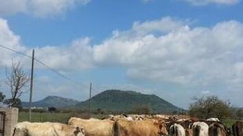 Furto di bestiame: rubati 17 vitelli 