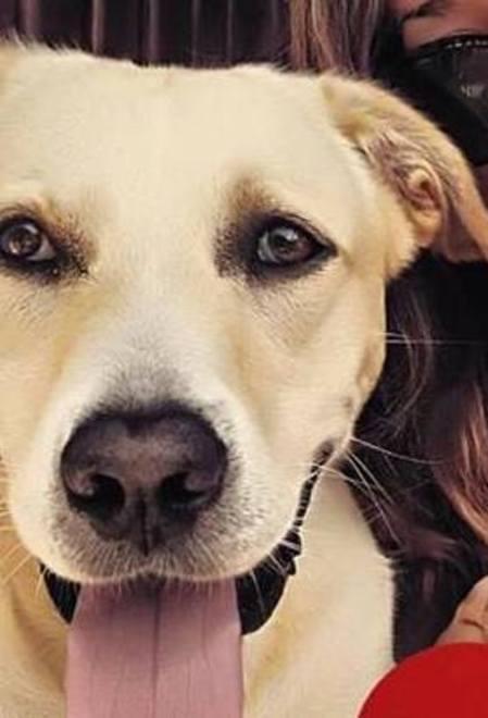 Cane ucciso con un colpo di fucile 