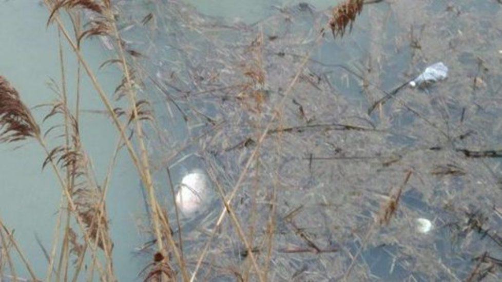 «Inquinamento e pesci morti». Nuova denuncia dei pescatori 