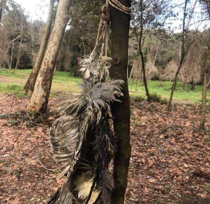 Uno degli animali trovati appesi