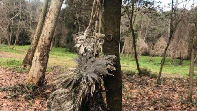 Uno degli animali trovati appesi