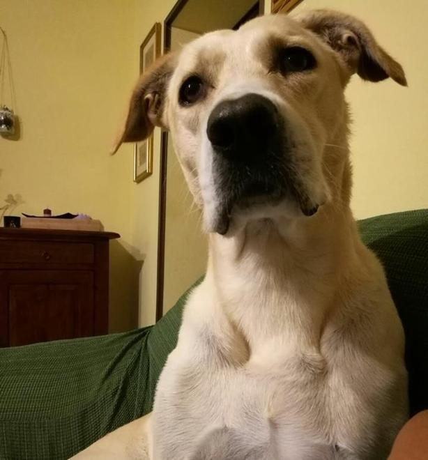 Autopsia sul corpo di Rocky Cacciatori di frodo nel mirino