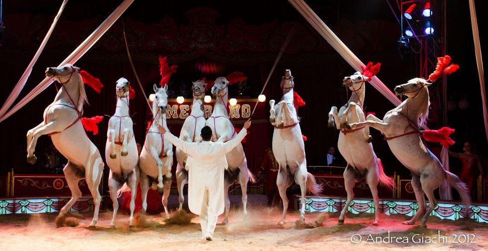 A Lucca arriva il circo Medrano, gli animalisti scendono in piazza 