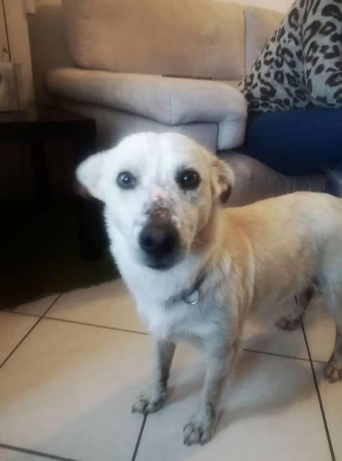 sos animali