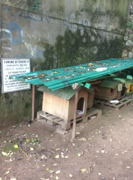 Emergenza gatti Nuova colonia felina dopo le proteste 