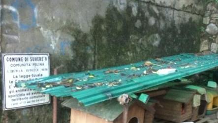 Emergenza gatti Nuova colonia felina dopo le proteste