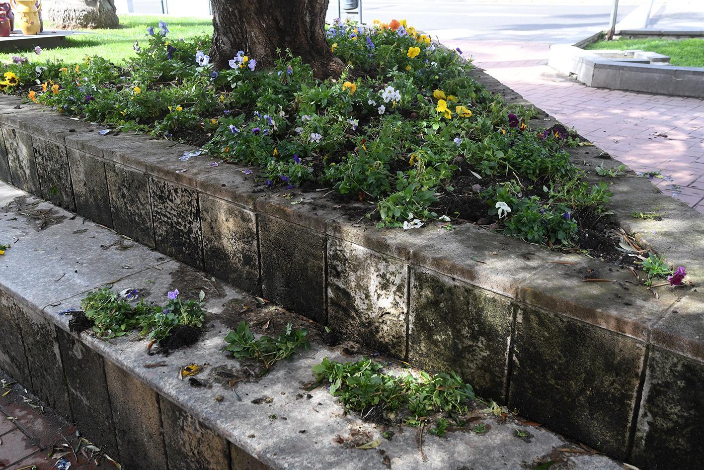 Alcuni dei fiori strappati dai vandali dalle aiuole di piazza Pili