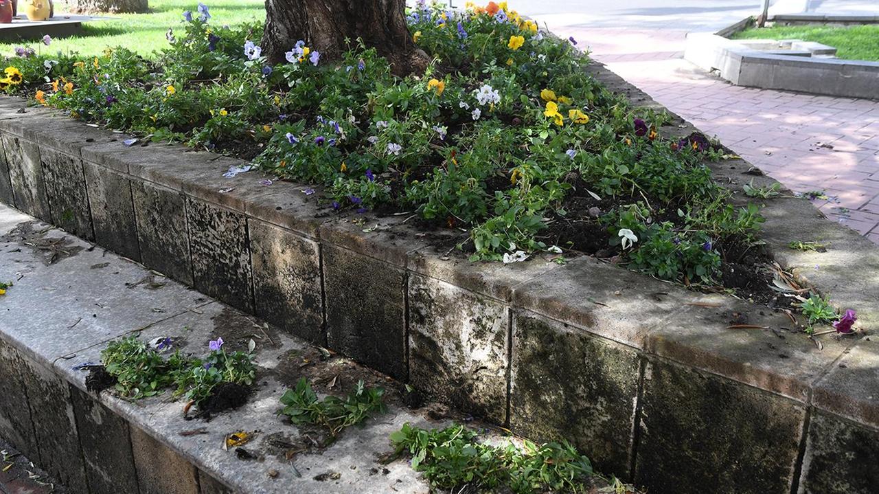 Alcuni dei fiori strappati dai vandali dalle aiuole di piazza Pili