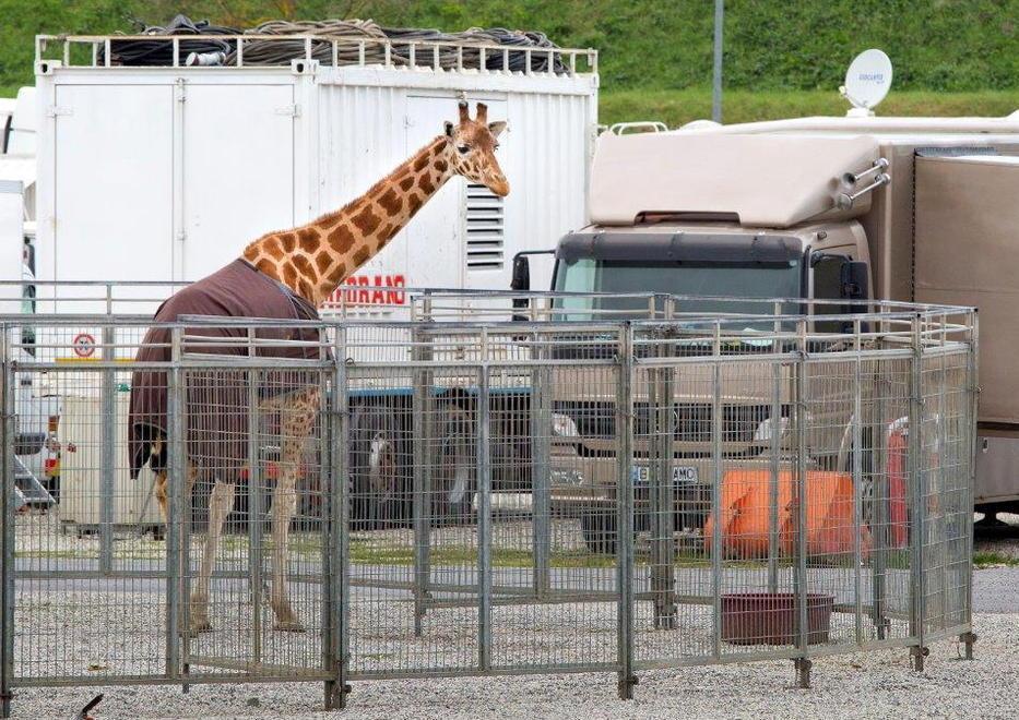 Il Circo è in città, Giannessi (Elan): niente locandine 
