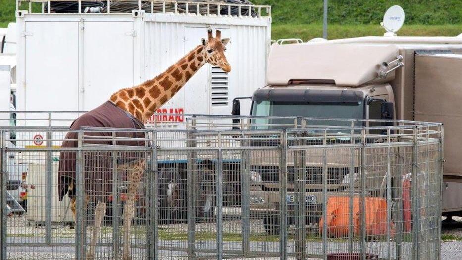 Il Circo è in città, Giannessi (Elan): niente locandine