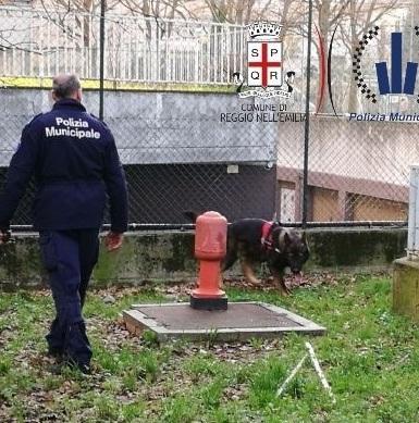Il nascondiglio della droga trovato dal fiuto di Victor 