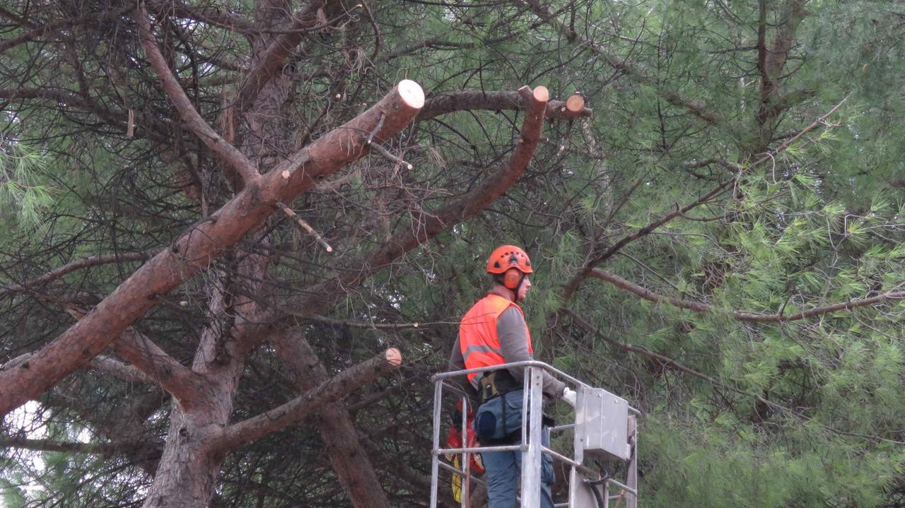 La potatura di pini nel viale Galilei