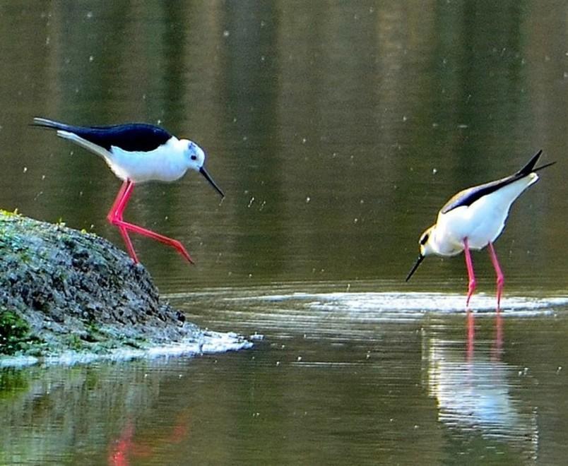 All’oasi Wwf di Marmirolo è tempo dei primi amori 