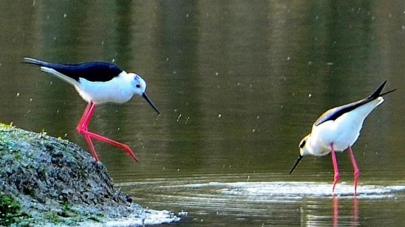 All’oasi Wwf di Marmirolo è tempo dei primi amori