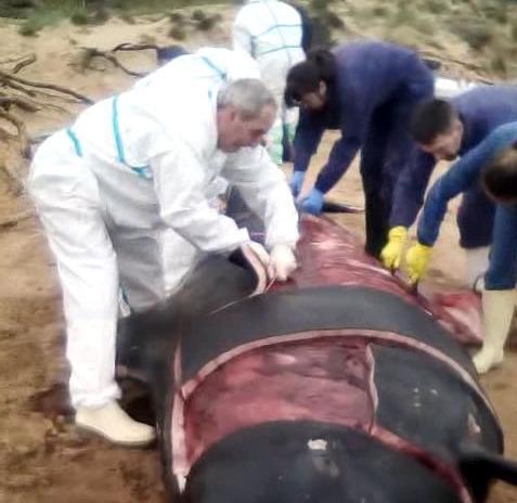 Cetaceo spiaggiato, ieri le operazioni di sezionamento