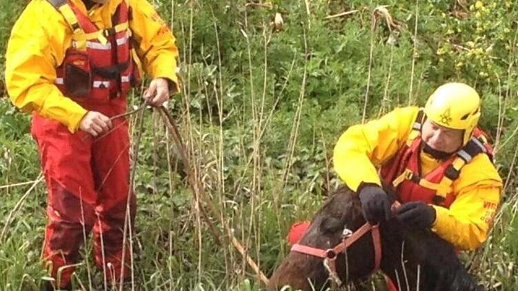 I vigili del fuoco salvano un cavallo finito in un fosso