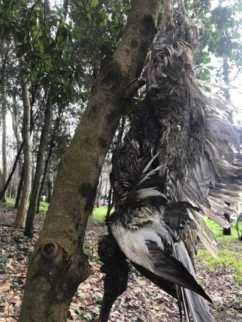 Gli uccelli morti a disposizione dell’Asl 