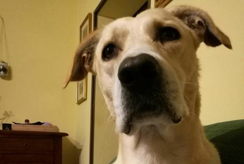 Cane ucciso a fucilate Manifestazione per Rocky