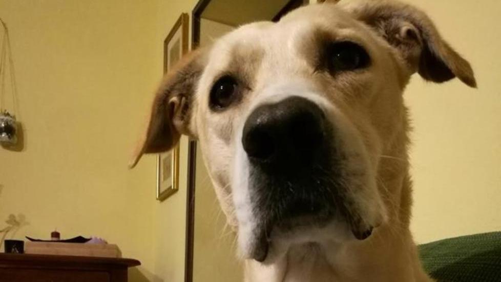 Cane ucciso a fucilate Manifestazione per Rocky