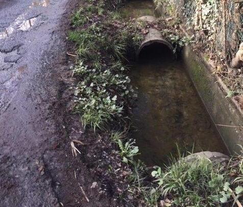 «Ratti, zanzare e buche». Dura la vita in via Pradaccio 