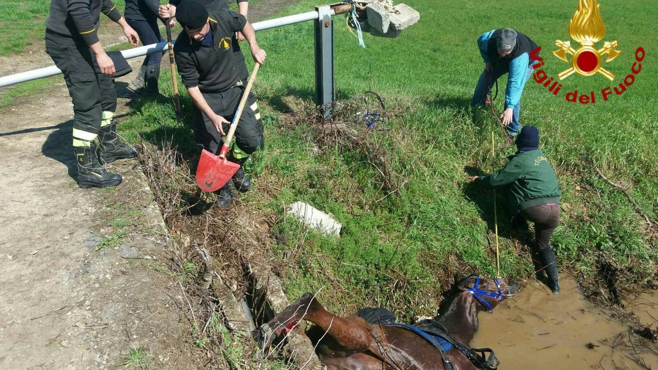 Bibbiano, cavallo cade nel fosso e si incastra: salvato dai vigili del fuoco