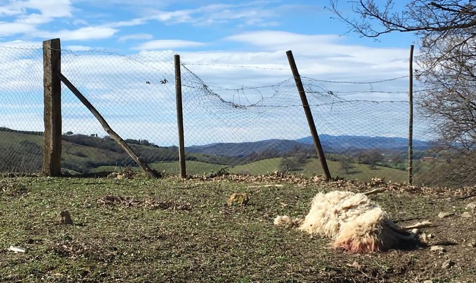 Agguato dei lupi, sette montoni sbranati nell’agriturismo 