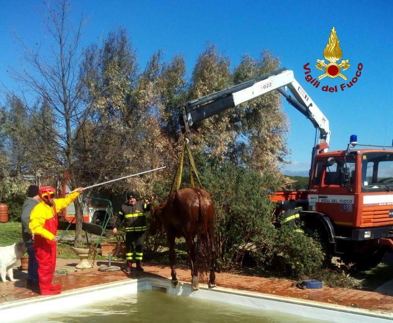 Cavalli “pazzi” per il vento due salvataggi in poche ore 