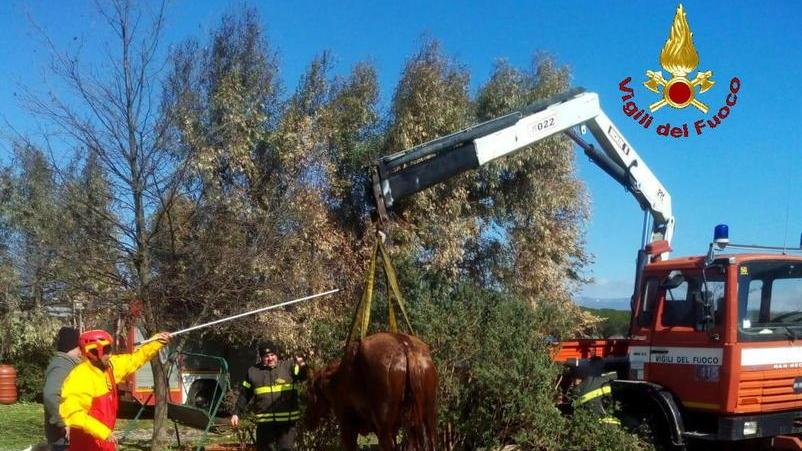 Cavalli “pazzi” per il vento due salvataggi in poche ore