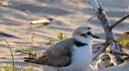 Una specie protetta amante dell’acqua