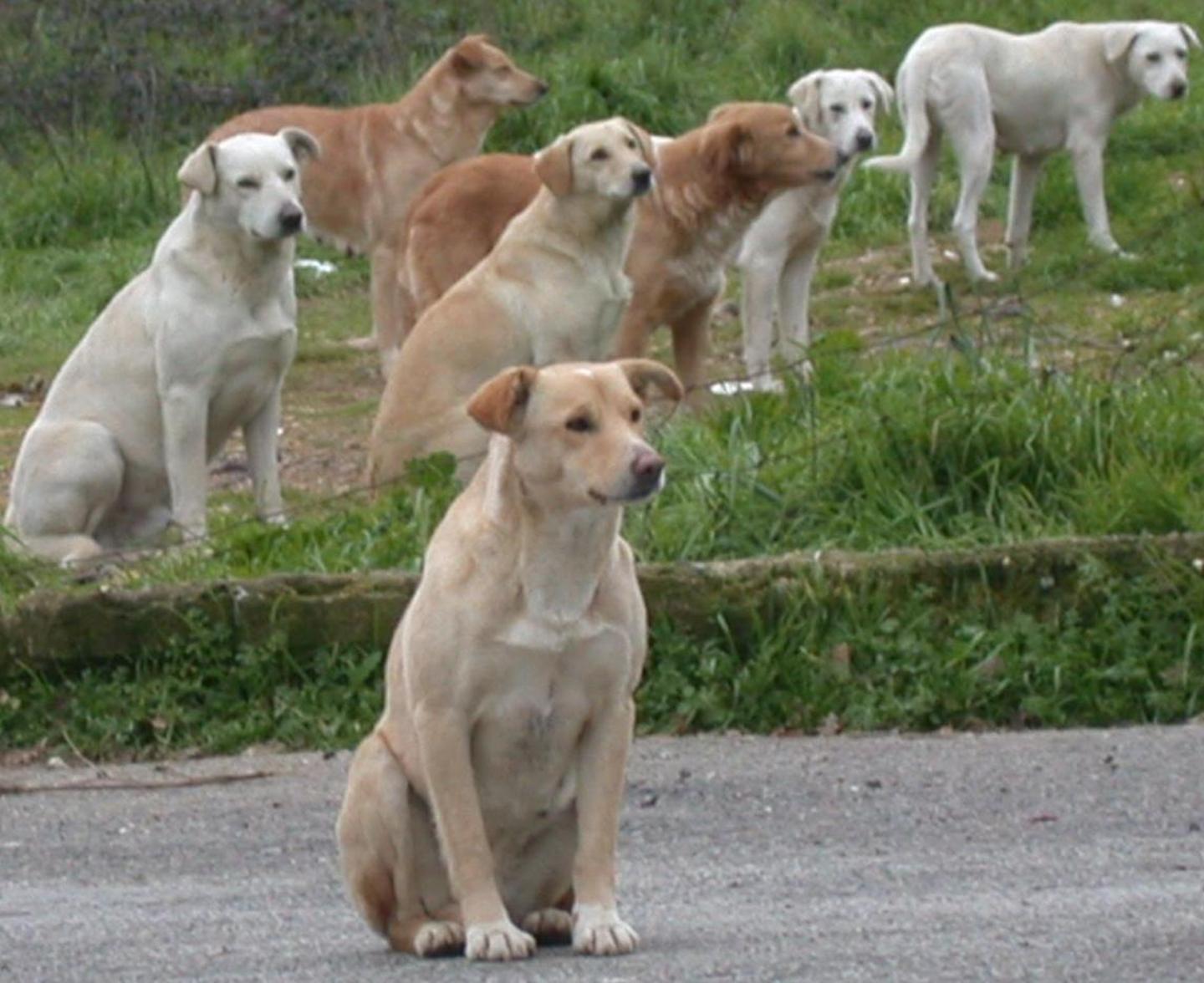 Randagi, in ritardo i fondi per sterilizzare 