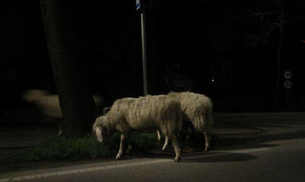 Pecore a passeggio in paese di notte
