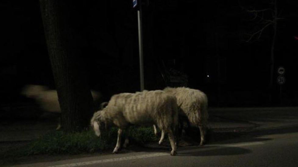 Pecore a passeggio in paese di notte