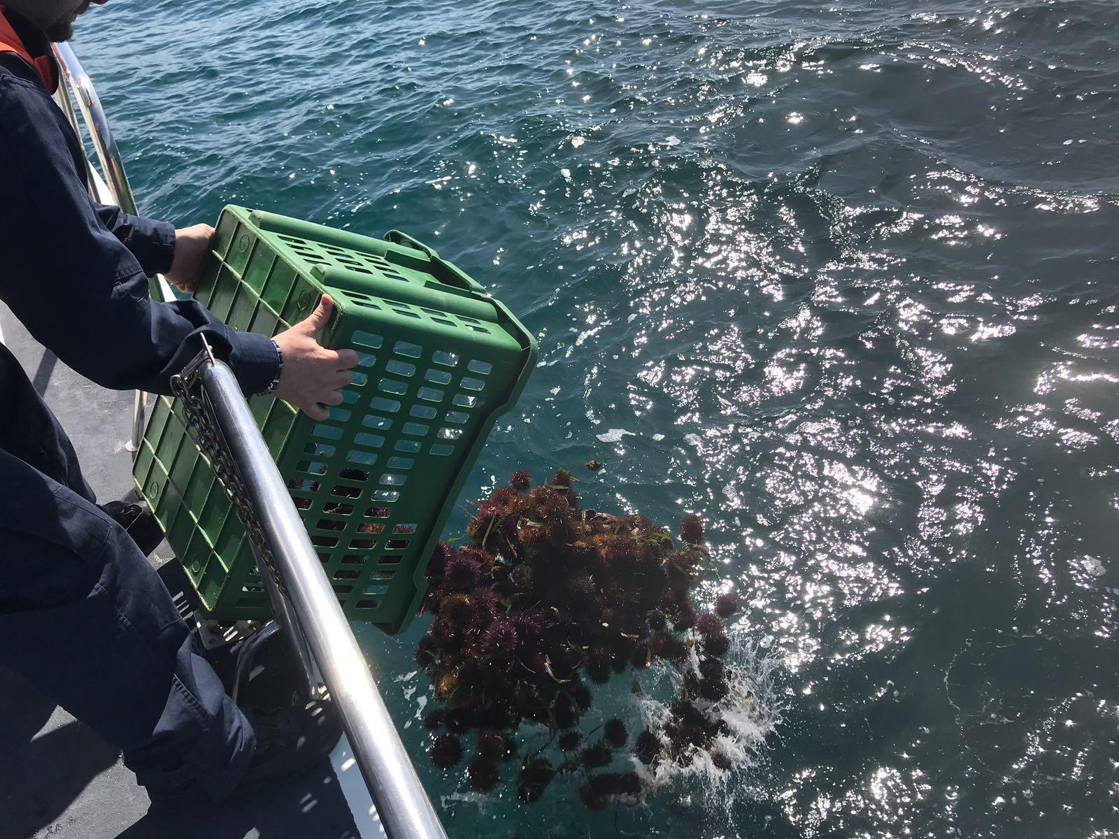 Alghero, pescano ricci nell'area marina protetta: nei guai due pescatori