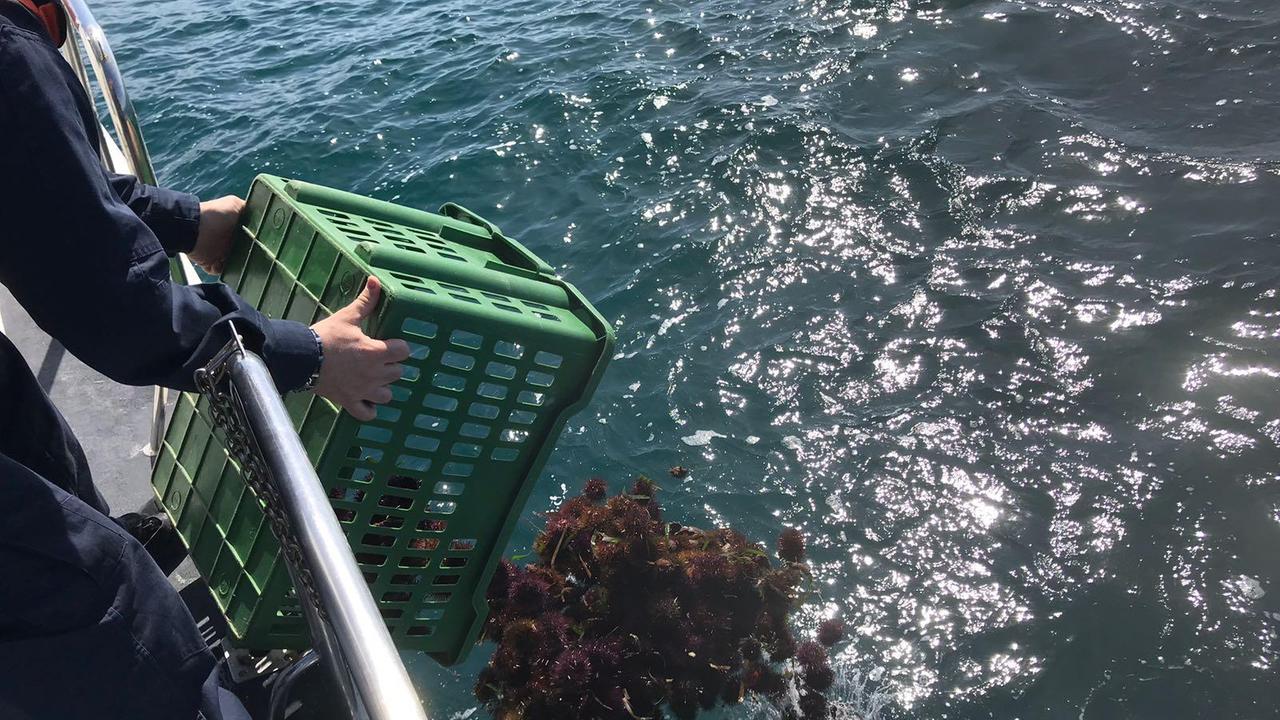 Alghero, pescano ricci nell'area marina protetta: nei guai due pescatori