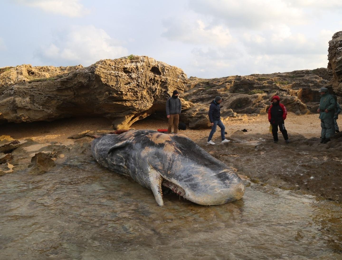 Un capodoglio spiaggiato dalle onde sulle coste del Sinis 