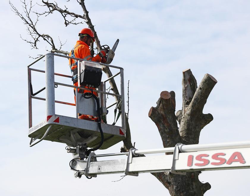 A caccia del "killer" degli alberi 
