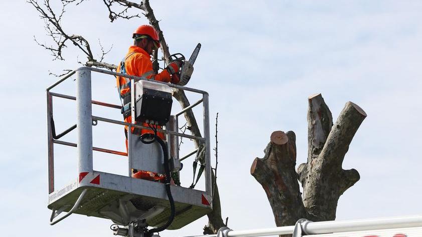 A caccia del "killer" degli alberi
