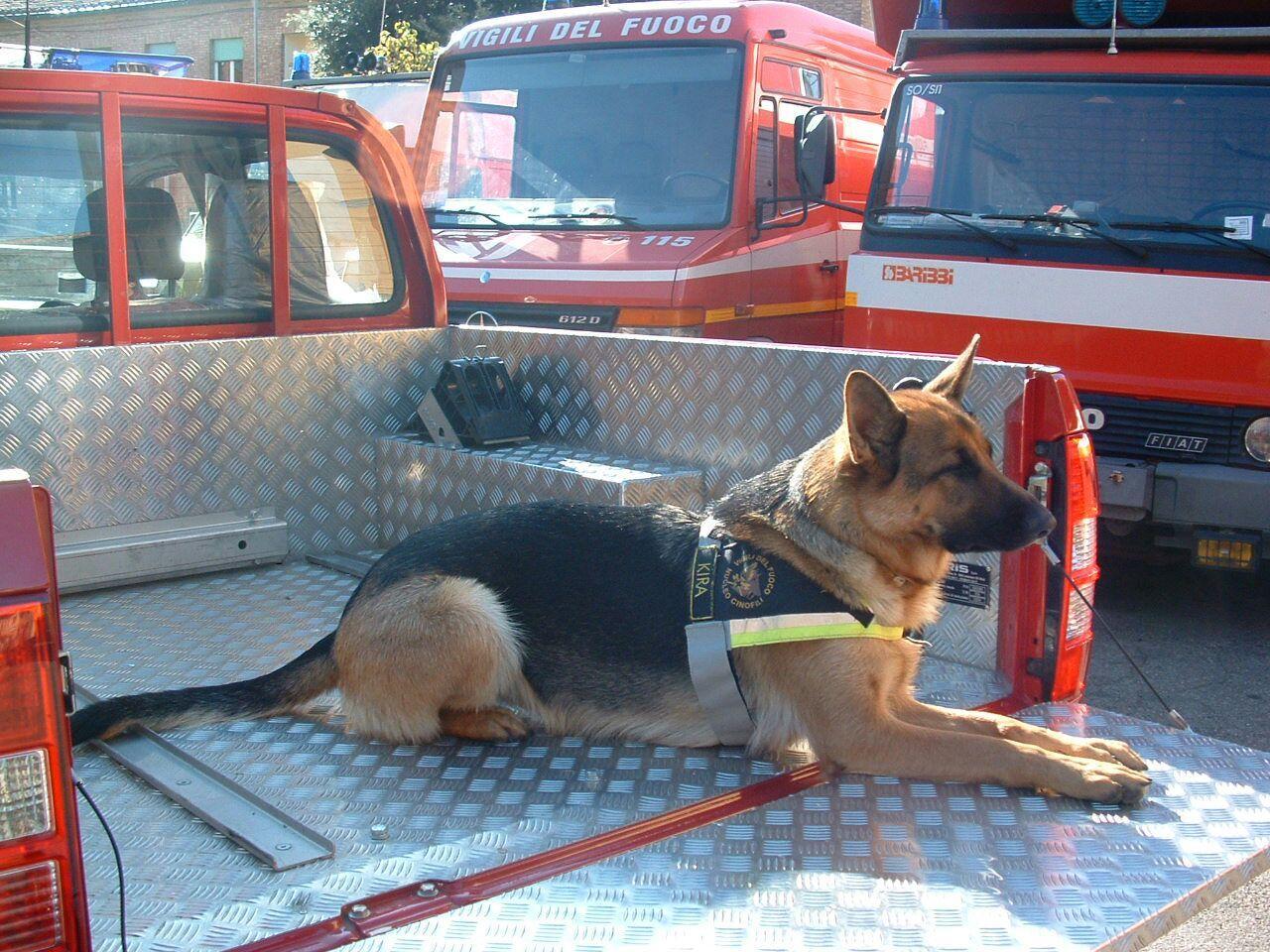 Addio Kira, il cane pompiere simbolo della strage di viareggio