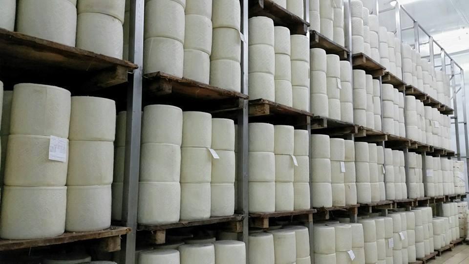 Forme di pecorino (foto d'archivio)