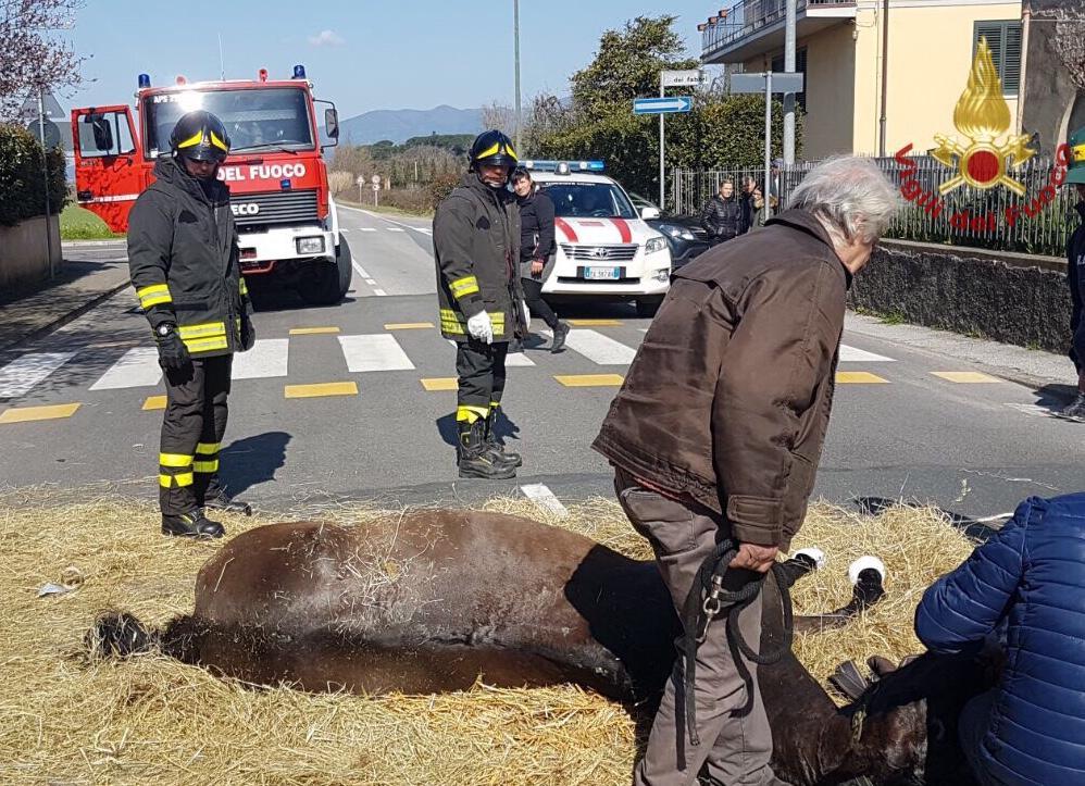 Cavalla si ferisce durante il trasporto, il veterinario la seda per strada e la soccorre - Video