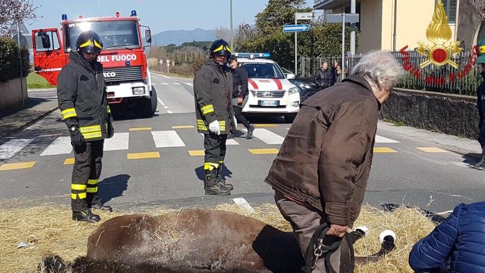 Cavalla si ferisce durante il trasporto, il veterinario la seda per strada e la soccorre - Video
