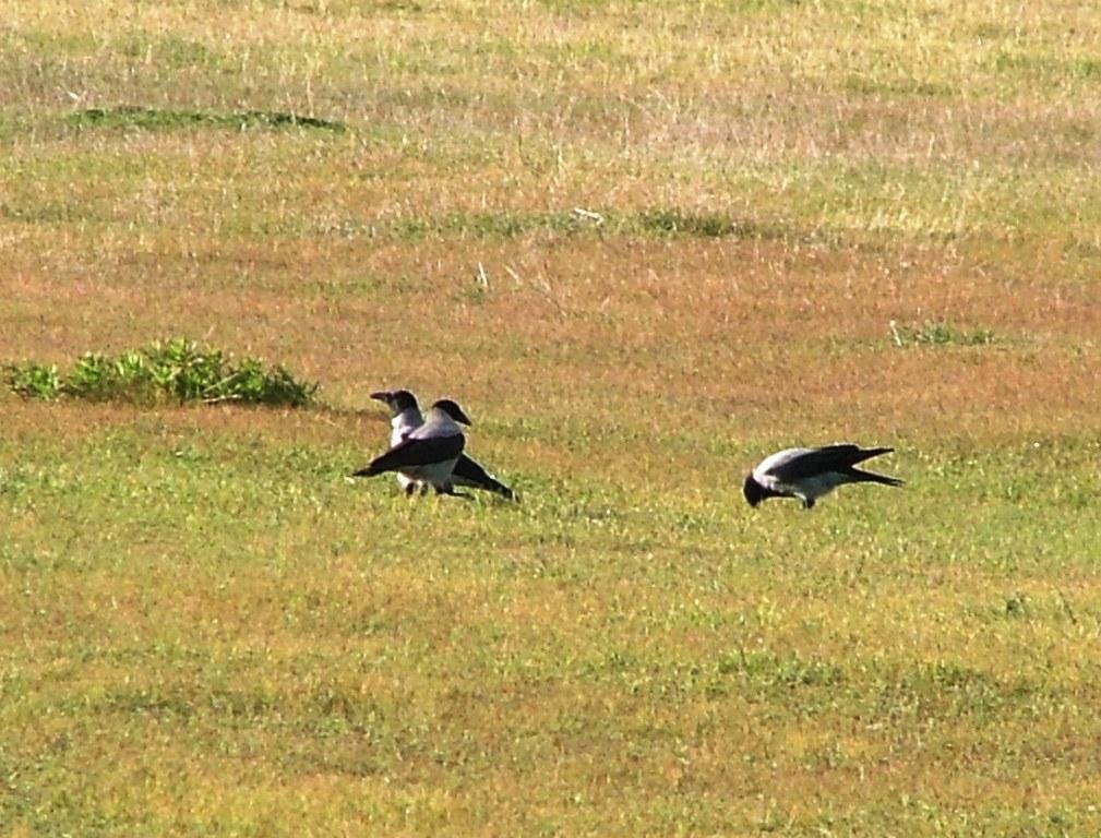 Cornacchie nei campi dell'Oristanese