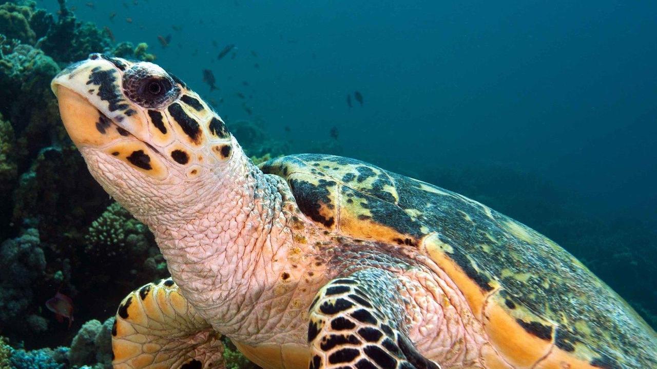 Mediterraneo sempre più caldo, a rischio anche le tartarughe 