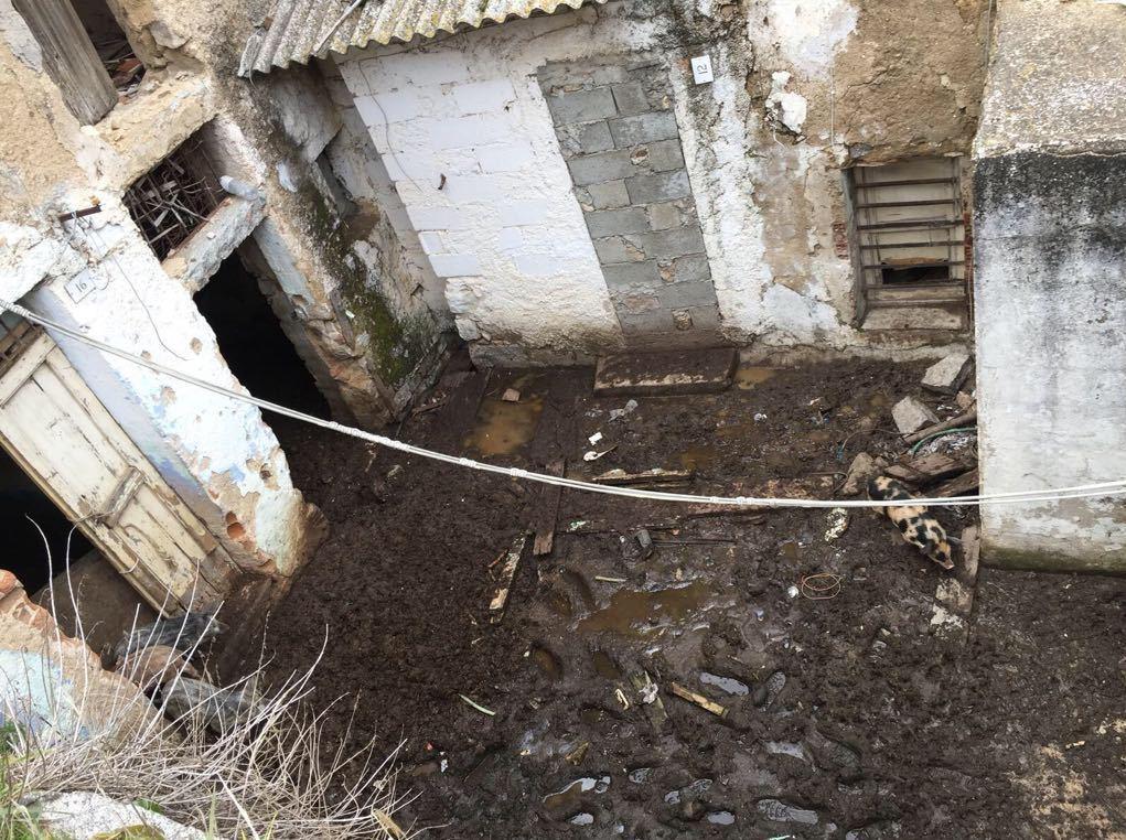 Peste suina, dieci maiali in una vecchia casa 